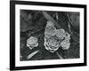 Succulents, 1943-Brett Weston-Framed Photographic Print