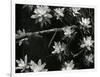 Succulents, c. 1950-Brett Weston-Framed Photographic Print