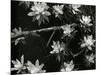 Succulents, c. 1950-Brett Weston-Mounted Photographic Print