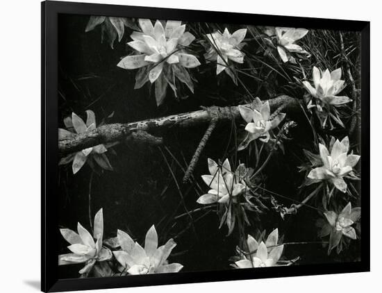 Succulents, c. 1950-Brett Weston-Framed Photographic Print
