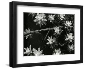 Succulents, c. 1950-Brett Weston-Framed Photographic Print