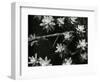 Succulents, c. 1950-Brett Weston-Framed Photographic Print