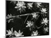 Succulents, c. 1950-Brett Weston-Mounted Photographic Print