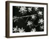 Succulents, c. 1950-Brett Weston-Framed Premium Photographic Print