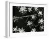 Succulents, c. 1950-Brett Weston-Framed Premium Photographic Print