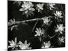 Succulents, c. 1950-Brett Weston-Mounted Premium Photographic Print