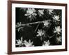 Succulents, c. 1950-Brett Weston-Framed Photographic Print