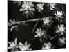 Succulents, c. 1950-Brett Weston-Mounted Photographic Print