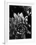 Succulents, c. 1970-Brett Weston-Framed Photographic Print