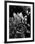 Succulents, c. 1970-Brett Weston-Framed Photographic Print