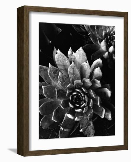Succulents, c. 1970-Brett Weston-Framed Photographic Print