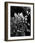 Succulents, c. 1970-Brett Weston-Framed Photographic Print