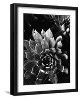 Succulents, c. 1970-Brett Weston-Framed Photographic Print