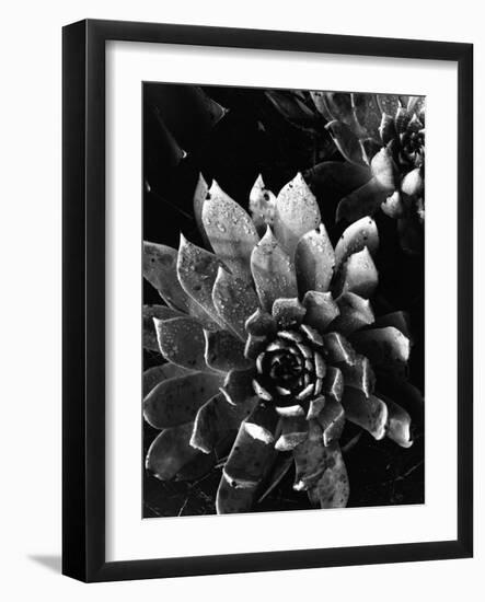 Succulents, c. 1970-Brett Weston-Framed Photographic Print