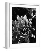 Succulents, c. 1970-Brett Weston-Framed Photographic Print