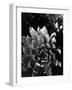 Succulents, c. 1970-Brett Weston-Framed Photographic Print