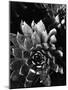 Succulents, c. 1970-Brett Weston-Mounted Photographic Print