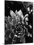 Succulents, c. 1970-Brett Weston-Mounted Photographic Print