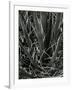 Succulents, California, c. 1980-Brett Weston-Framed Photographic Print