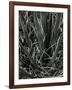 Succulents, California, c. 1980-Brett Weston-Framed Photographic Print