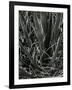 Succulents, California, c. 1980-Brett Weston-Framed Photographic Print