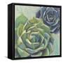 Succulents I Crop-Wellington Studio-Framed Stretched Canvas