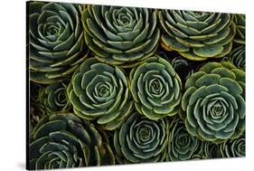 Succulents in the shape of flowers, San Gerardo de Dota, San Jose Province, Costa Rica-Matthew Williams-Ellis-Stretched Canvas