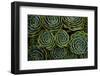 Succulents in the shape of flowers, San Gerardo de Dota, San Jose Province, Costa Rica-Matthew Williams-Ellis-Framed Photographic Print