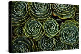 Succulents in the shape of flowers, San Gerardo de Dota, San Jose Province, Costa Rica-Matthew Williams-Ellis-Stretched Canvas