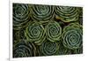 Succulents in the shape of flowers, San Gerardo de Dota, San Jose Province, Costa Rica-Matthew Williams-Ellis-Framed Photographic Print