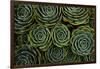 Succulents in the shape of flowers, San Gerardo de Dota, San Jose Province, Costa Rica-Matthew Williams-Ellis-Framed Photographic Print