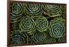 Succulents in the shape of flowers, San Gerardo de Dota, San Jose Province, Costa Rica-Matthew Williams-Ellis-Framed Photographic Print