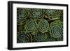 Succulents in the shape of flowers, San Gerardo de Dota, San Jose Province, Costa Rica-Matthew Williams-Ellis-Framed Photographic Print