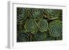 Succulents in the shape of flowers, San Gerardo de Dota, San Jose Province, Costa Rica-Matthew Williams-Ellis-Framed Photographic Print