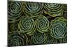 Succulents in the shape of flowers, San Gerardo de Dota, San Jose Province, Costa Rica-Matthew Williams-Ellis-Mounted Photographic Print