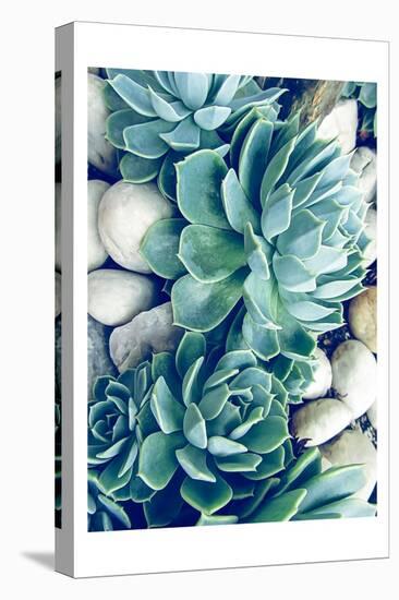 Succulents no words-Urban Epiphany-Stretched Canvas