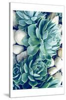 Succulents no words-Urban Epiphany-Stretched Canvas