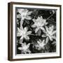 Succulents, Point Lobos, 1951-Brett Weston-Framed Photographic Print