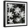 Succulents, Point Lobos, 1951-Brett Weston-Framed Photographic Print