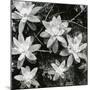 Succulents, Point Lobos, 1951-Brett Weston-Mounted Photographic Print