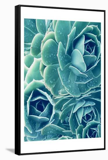 Succulents With Dew 2-Urban Epiphany-Framed Stretched Canvas