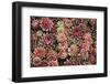 Succulents-David Winston-Framed Giclee Print