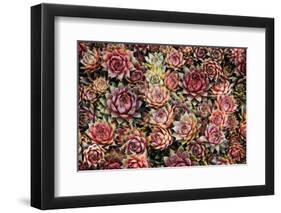 Succulents-David Winston-Framed Giclee Print