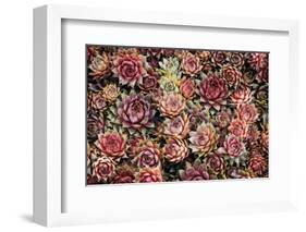 Succulents-David Winston-Framed Giclee Print