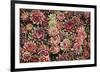 Succulents-David Winston-Framed Giclee Print