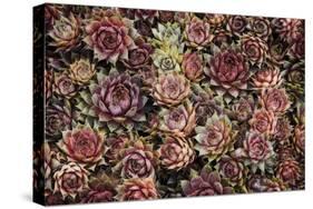 Succulents-David Winston-Stretched Canvas