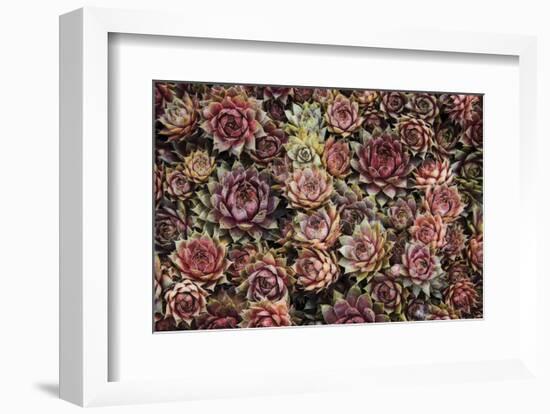 Succulents-David Lorenz Winston-Framed Art Print