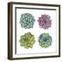 Succulents-Sandra Jacobs-Framed Giclee Print