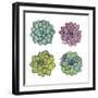 Succulents-Sandra Jacobs-Framed Giclee Print