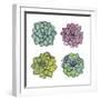 Succulents-Sandra Jacobs-Framed Giclee Print